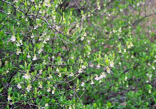 Indian Plum Leaves