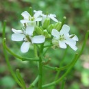 Alliaria_petiolata_-_garlic_mustard_-_desc-flowers_buds_seedpods