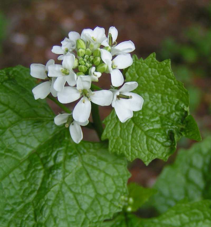 Garlic Mustard Abatement Program