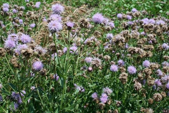 Canada Thistle