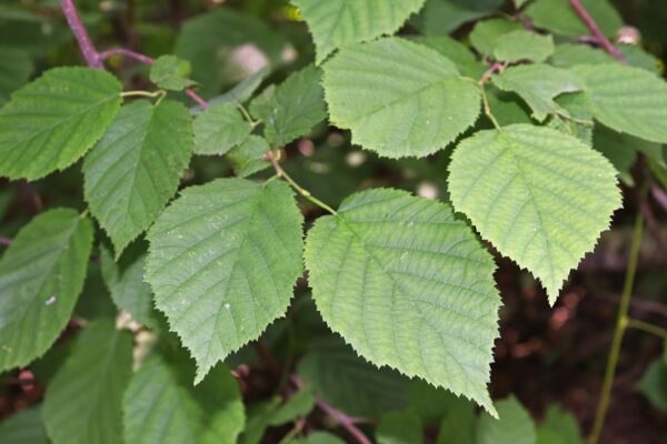 Beaked Hazelnut