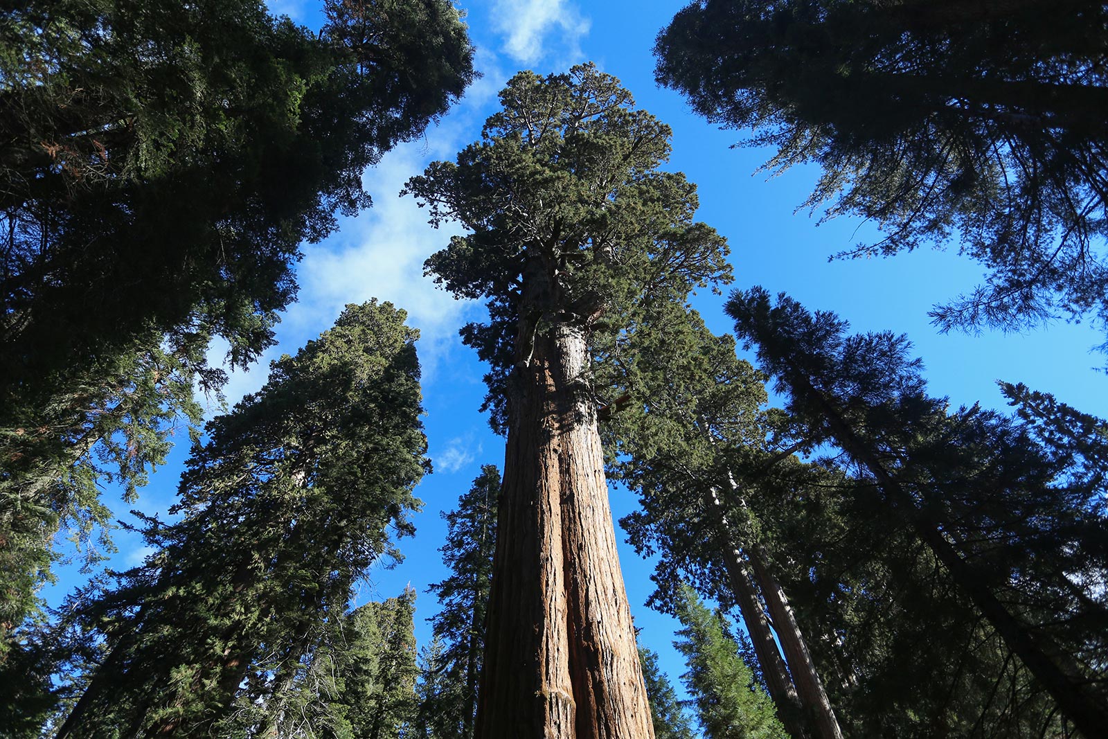 Giant Sequoia – Hood River Soil & Water Conservation District