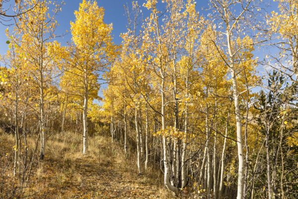 Quaking Aspen