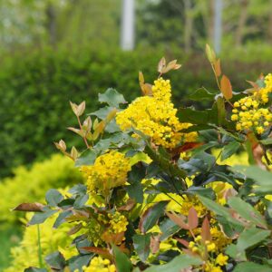 Tall Oregon Grape