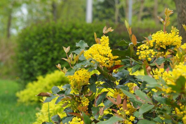 Tall Oregon Grape