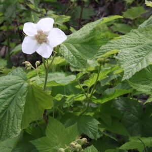 Thimbleberry