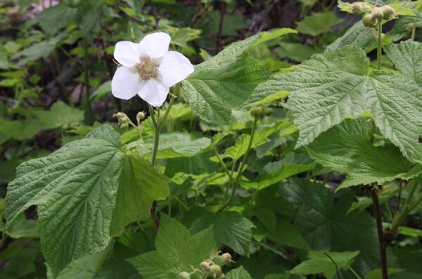 Thimbleberry