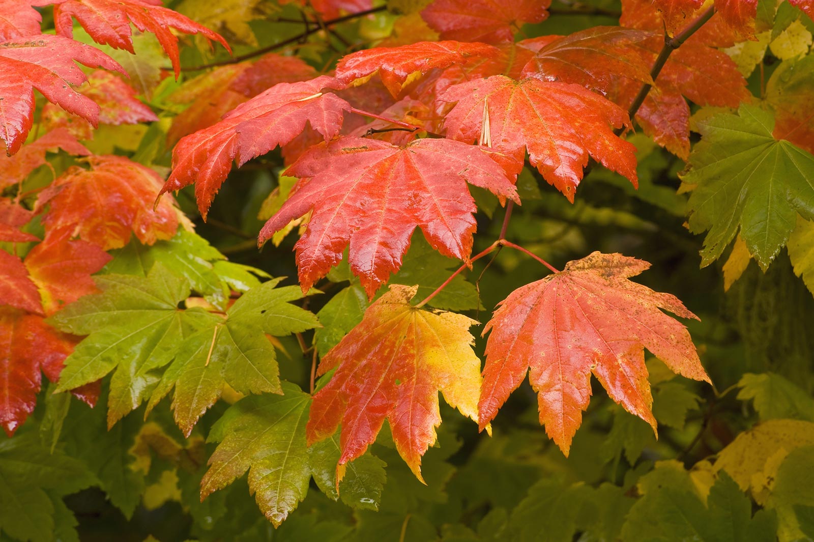 Vine Maple – Hood River Soil & Water Conservation District