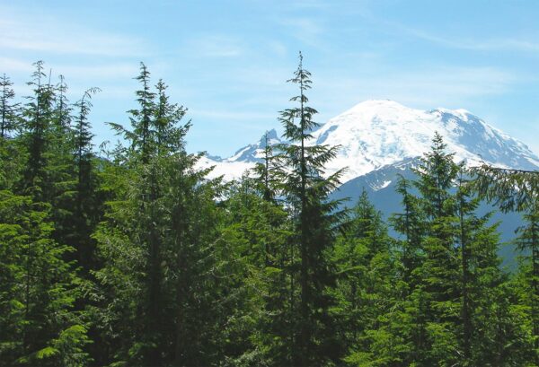 Western Hemlock