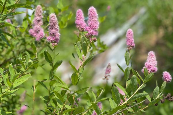 Douglas Spirea