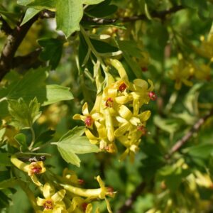 Gold Currant