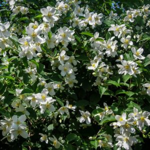 Mock Orange