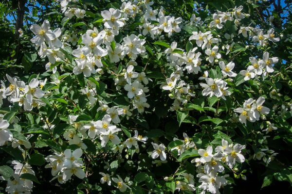 Mock Orange