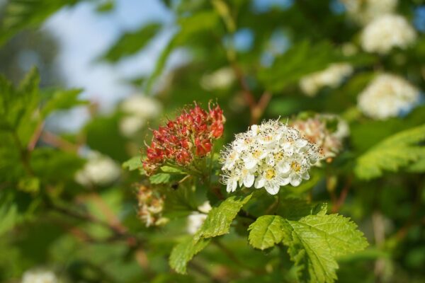 Pacific Ninebark