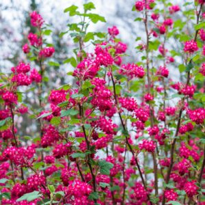 Red Flowering Currant