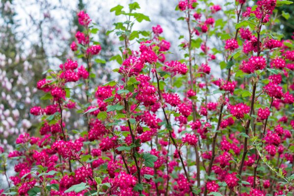 Red Flowering Currant