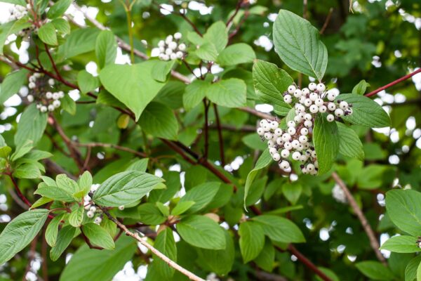 Red Osier Dogwood