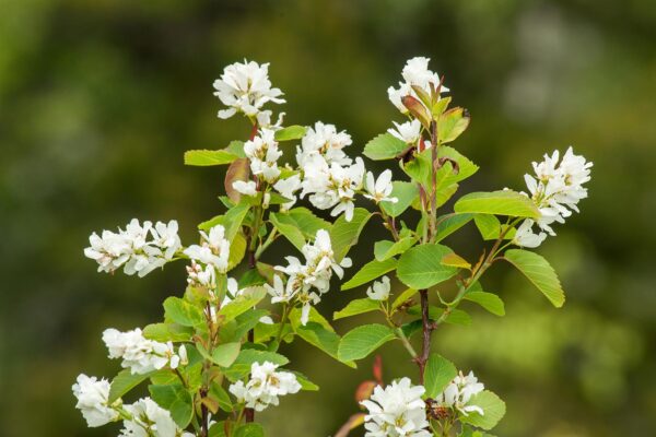 Serviceberry