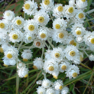 Pearly Everlasting