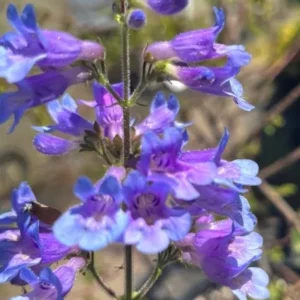 Broadleaf Penstemon