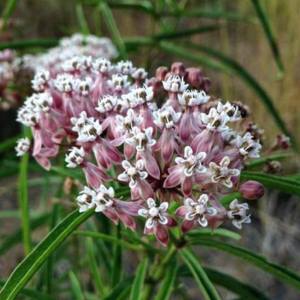 Narrow Leaf Milkweed