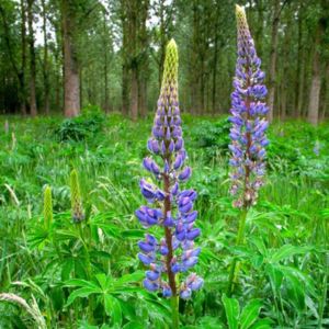 Large-Leaved Lupine