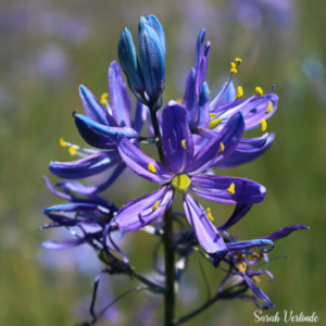 Common Camas