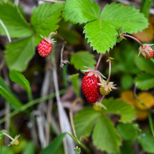 Wild Strawberry