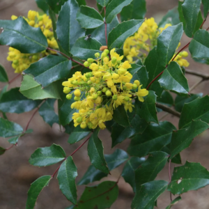 Tall Oregon Grape