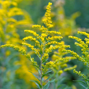 Goldenrod