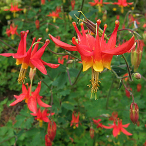 Red Columbine