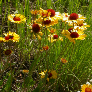 Blanket Flower