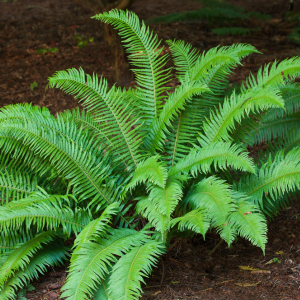 Sword Fern