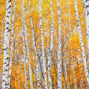 Paper Birch