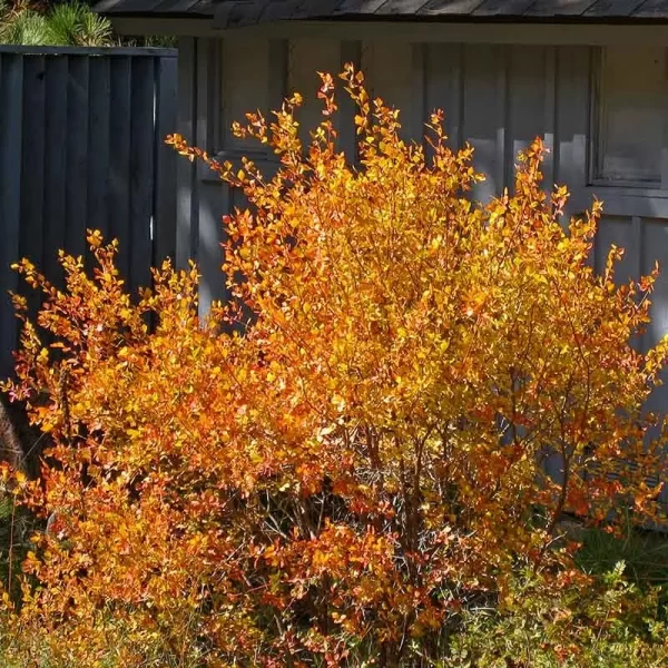 Three Leaf Sumac
