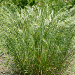 Junegrass