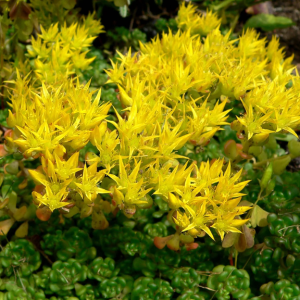 Oregon Stonecrop
