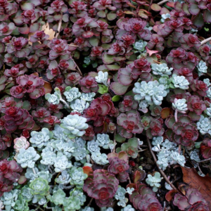 Broadleaf Stonecrop