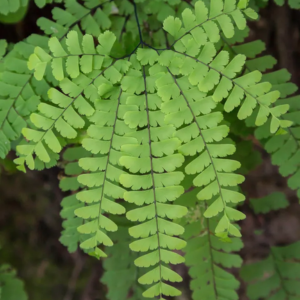 Maidenhair Fern