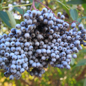 Blue Elderberry