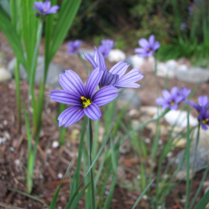 Blue-eyed Grass