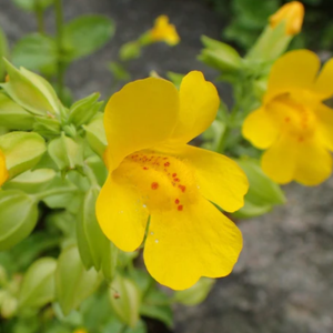 Yellow Monkey Flower